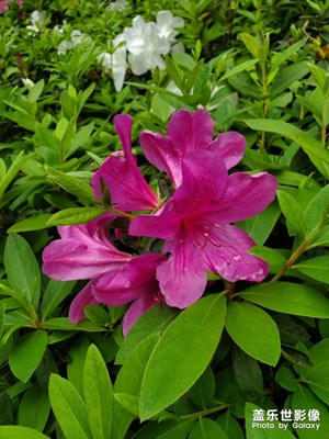 【賞春】+ 春花春草