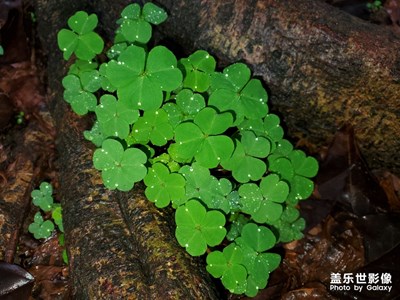 綠色，是春天的氣息