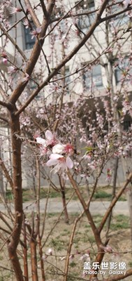 【賞春】+一場風(fēng)把春刮走了