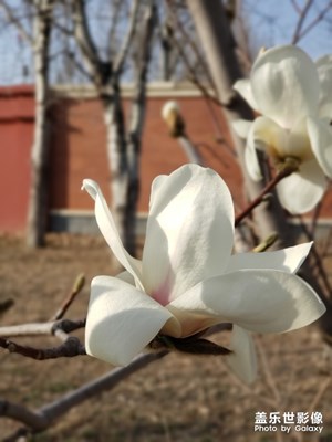 春意越來(lái)越弄