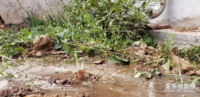 【賞春】+鄉(xiāng)村隨拍