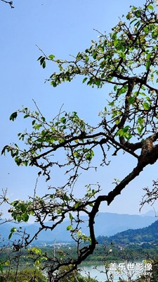 韓江江畔梨花開