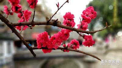 【春花爛漫】+花開的季節(jié)