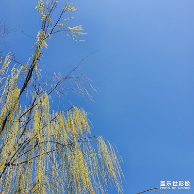 賞春?北方的早春