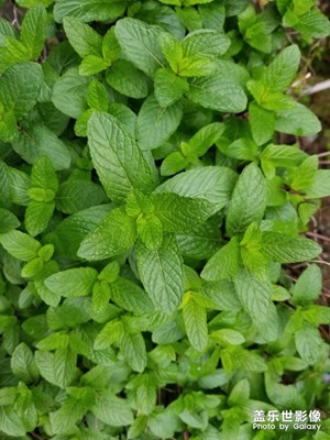 【春花爛漫】+發(fā)新芽