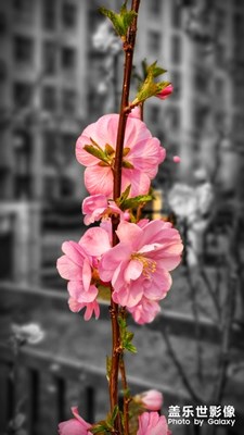 【春花爛漫】+杏花盛開