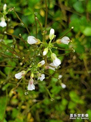 【春花爛漫】+又是一園春