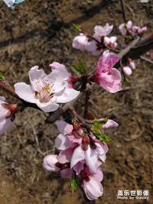 【春花爛漫】+又是一年開花時(shí)