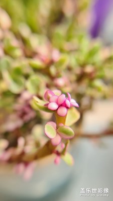 S20 ultra 微距曬一曬