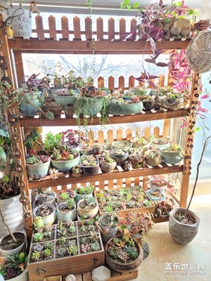 [春花爛漫]+也不知道多肉算不算