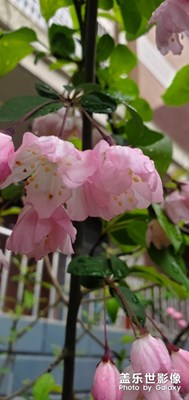 【春花爛漫】+春桃