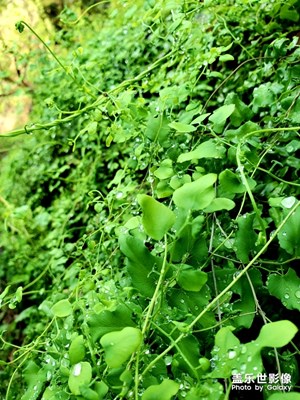 故鄉(xiāng)的景