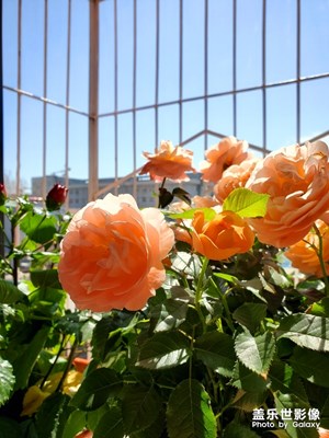 窗含歐月碧空洗