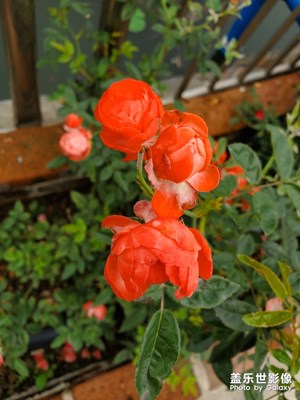 春，花開正濃