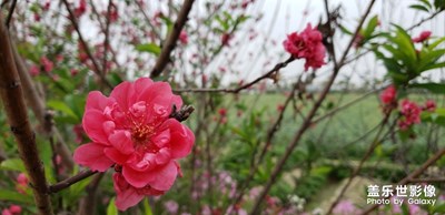 【春花爛漫】+周末踏青訪春