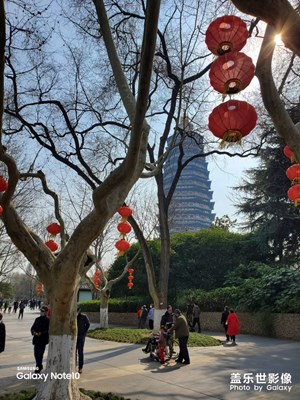 常州紅梅公園的春色