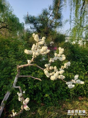 隨手拍-百花公園