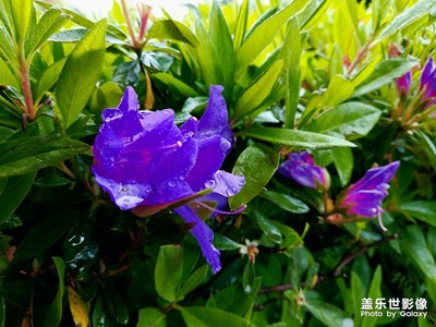 清明時節(jié)雨紛紛，路上行人欲斷魂。