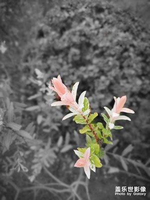 那一抹粉粉的憂桑