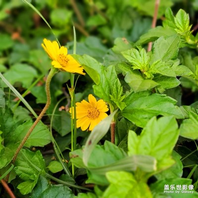 春天的學(xué)校