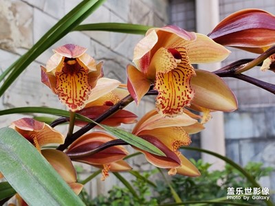 蘭花