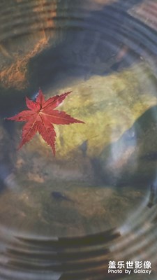 【陰天】四月初·紅葉