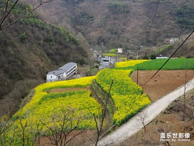 【最美瞬間】油菜花