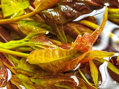 春天的芽…春芽