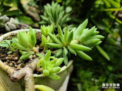 來(lái)自三星S20u拍攝第二波