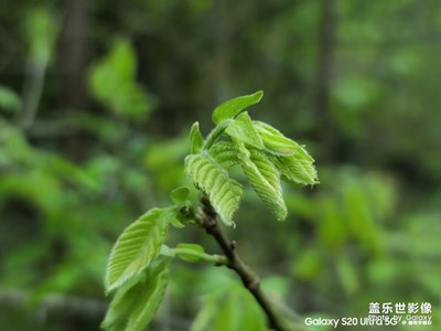 【最美瞬間】帶著s20u踏春