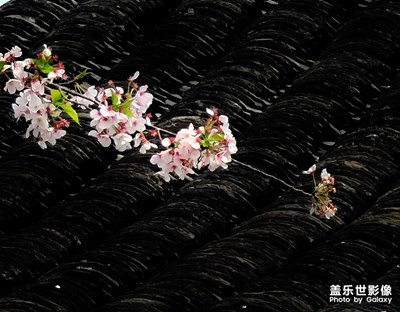 與春天不期而遇