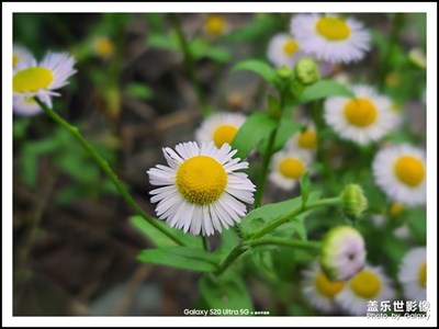 【最美瞬間】帶著三星S20 ultra去踏青