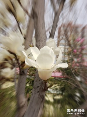 【最美瞬間】+身邊的花兒