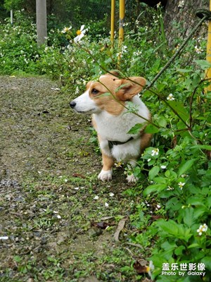 狗子