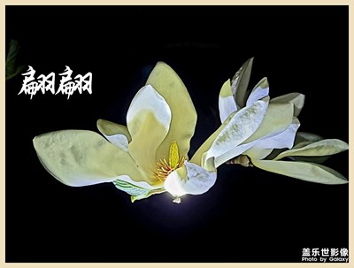 S20+自動(dòng)模式拍攝