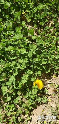 三葉草，能見到四葉的最幸運(yùn)！五片的你見過嗎