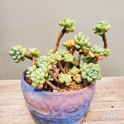 春天就是多肉最美的時(shí)候吧！