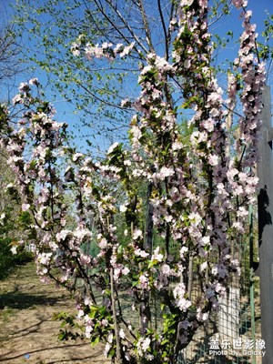 賞花的季節(jié)