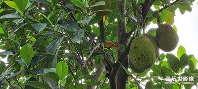 公園的一角S20uitra攝像頭依然牛B