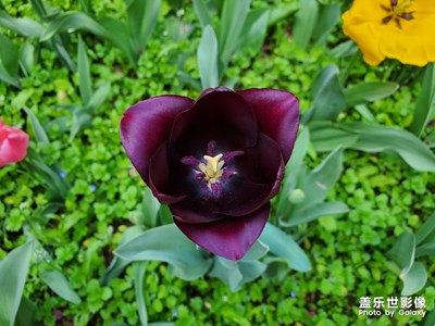 【光影色彩】+盛開的郁金香