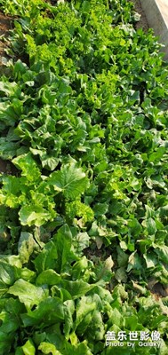 自家小菜園