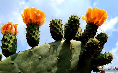 仙人掌??開花結(jié)果了