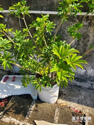 【光影色彩】+晨光中的一抹綠色