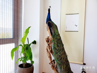 清新自然，和諧愉悅