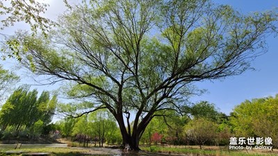 帶著我的s20+去踏春，百花齊放