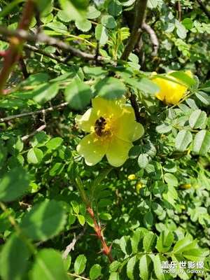 小蜜蜂采花忙要把瓊漿釀