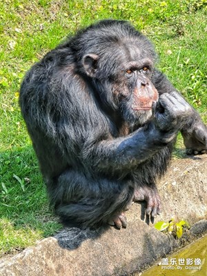 帶著S20U 逛動(dòng)物園