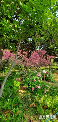 洛陽牡丹 盛開之際