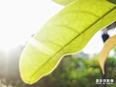 【光影色彩】春暖花開(kāi)