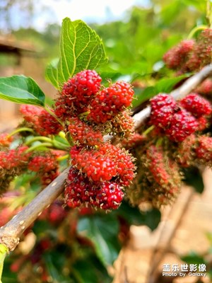 家里的桑椹熟了